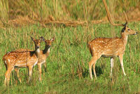 Corbett National Park