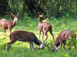 Corbett National Park, Uttarakhand